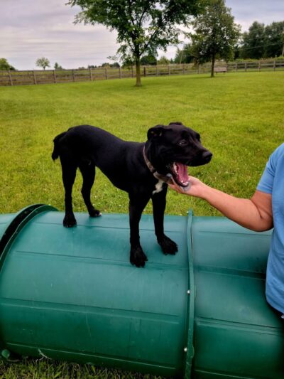 Wiggly Field Dog Park - West Chester Township, OH