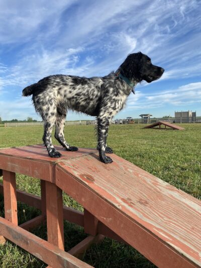 Wiggly Field Dog Park - West Chester Township, OH
