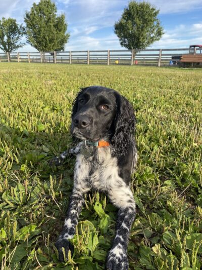 Wiggly Field Dog Park - West Chester Township, OH