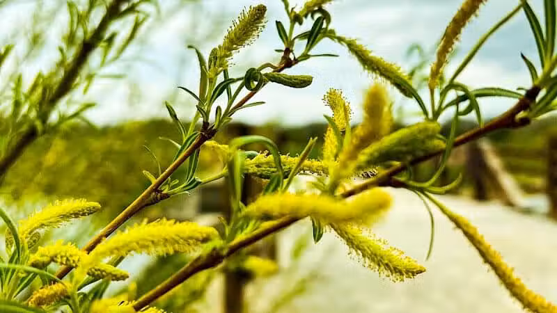 Big Darby Creek Bridge - West Jefferson, OH