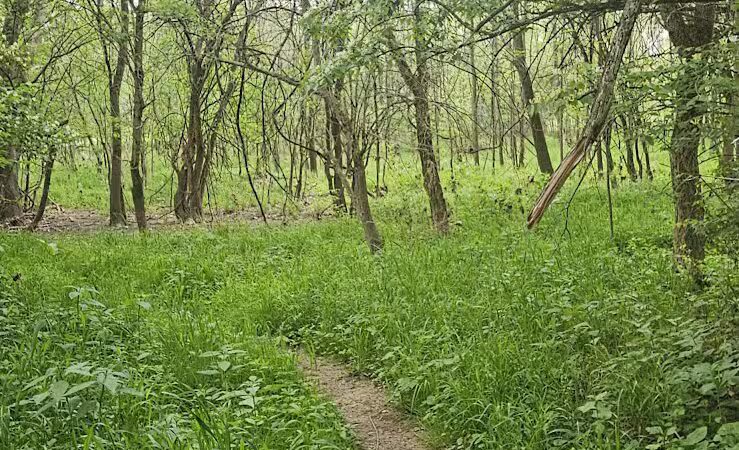 Prairie Oaks Hiking Trail - West Jefferson, OH