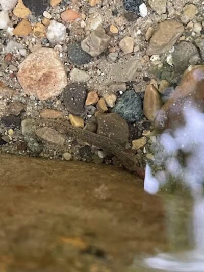 Happy Hollow Park Dog Park - West Lafayette, IN