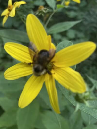 Happy Hollow Park Dog Park - West Lafayette, IN