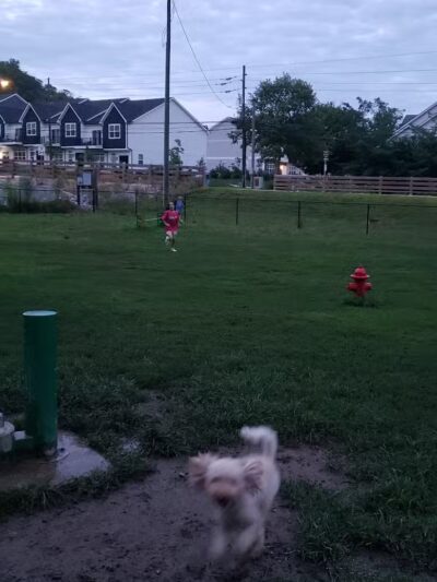 Happy Hollow Park Dog Park - West Lafayette, IN
