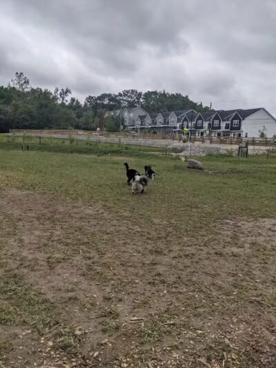 Happy Hollow Park Dog Park - West Lafayette, IN
