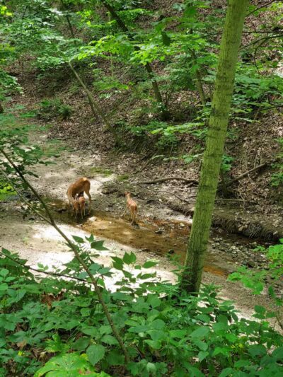 Happy Hollow Park Dog Park - West Lafayette, IN