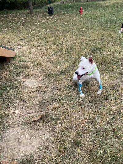 Happy Hollow Park Dog Park - West Lafayette, IN