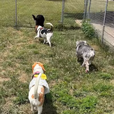 All Paws on Deck Grooming, LLC - West Lafayette, OH