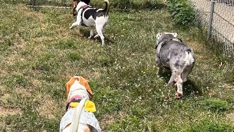 All Paws on Deck Grooming, LLC - West Lafayette, OH