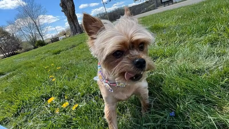 All Paws on Deck Grooming, LLC - West Lafayette, OH