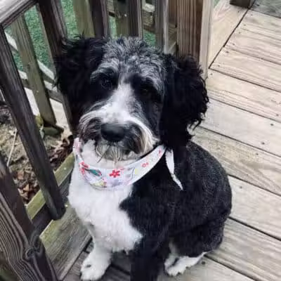 All Paws on Deck Grooming, LLC - West Lafayette, OH