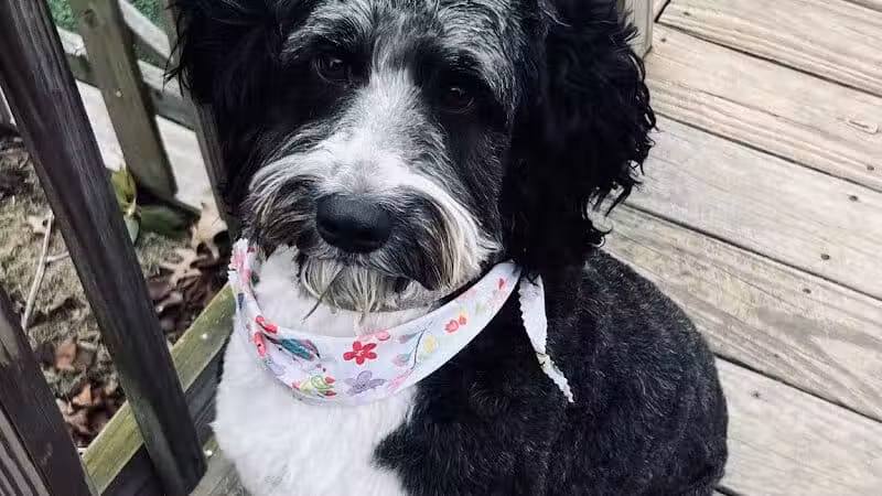 All Paws on Deck Grooming, LLC - West Lafayette, OH