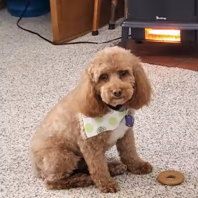 All Paws on Deck Grooming, LLC - West Lafayette, OH