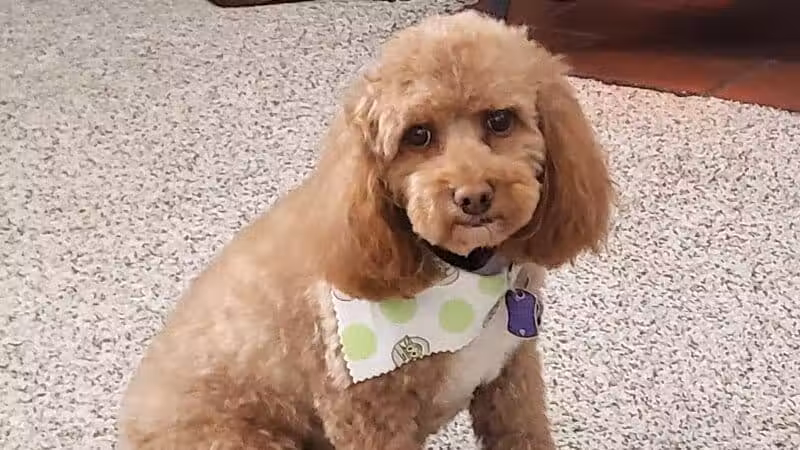 All Paws on Deck Grooming, LLC - West Lafayette, OH