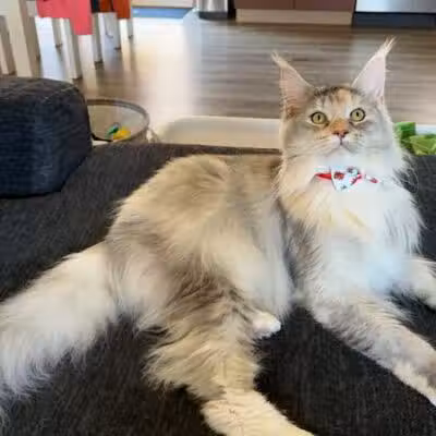 All Paws on Deck Grooming, LLC - West Lafayette, OH