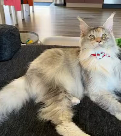 All Paws on Deck Grooming, LLC - West Lafayette, OH