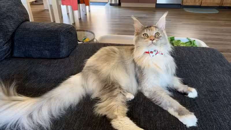 All Paws on Deck Grooming, LLC - West Lafayette, OH