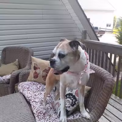 All Paws on Deck Grooming, LLC - West Lafayette, OH