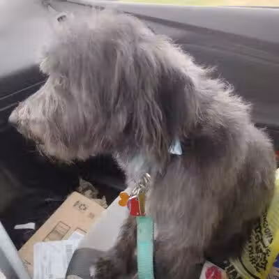 All Paws on Deck Grooming, LLC - West Lafayette, OH