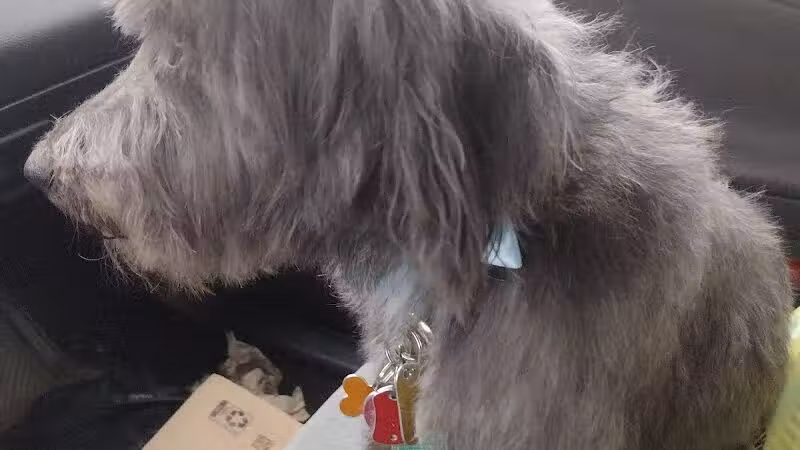 All Paws on Deck Grooming, LLC - West Lafayette, OH