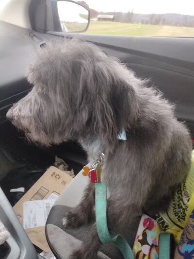 All Paws on Deck Grooming, LLC - West Lafayette, OH