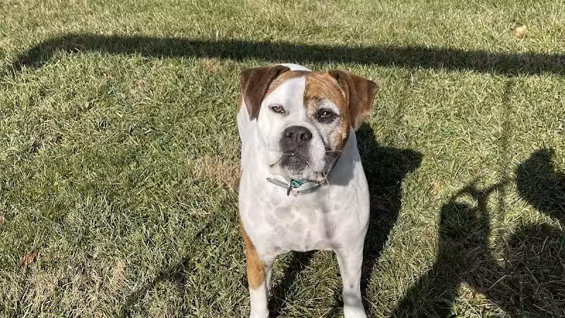 All Paws on Deck Grooming, LLC - West Lafayette, OH