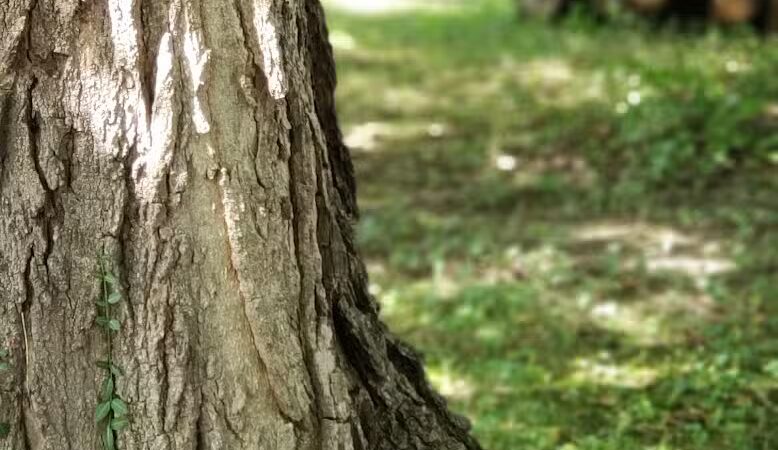 Dodge Park - West Liberty, OH