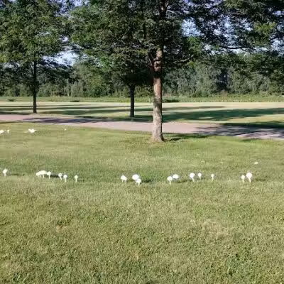 Lions Club Ball Park - West Liberty, OH