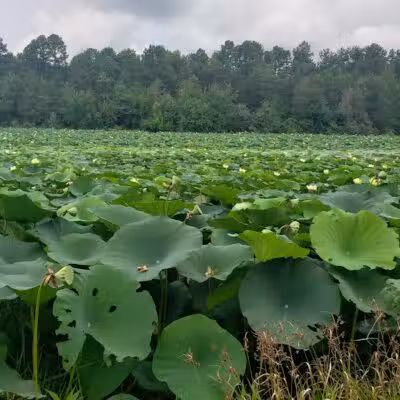 Adams Lake State Park - West Union, OH
