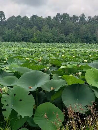 Adams Lake State Park - West Union, OH