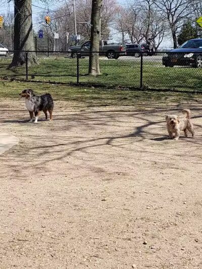 Eisenhower Dog Park - Westbury, NY