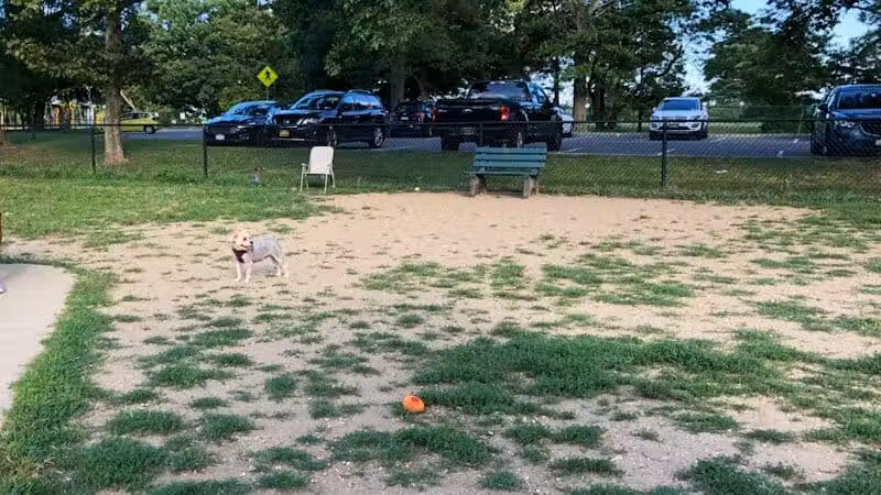 Eisenhower Dog Park - Westbury, NY