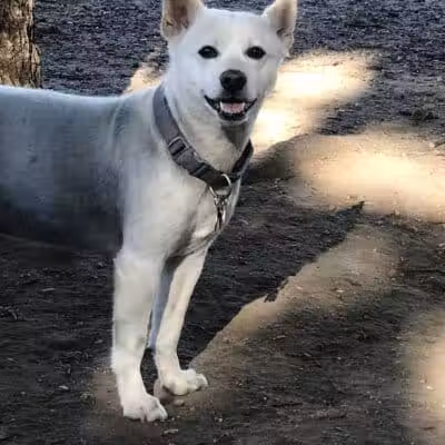 Eisenhower Dog Park - Westbury, NY