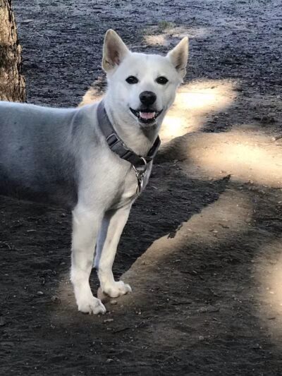 Eisenhower Dog Park - Westbury, NY