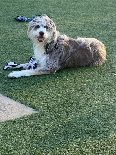 Eisenhower Dog Park - Westbury, NY