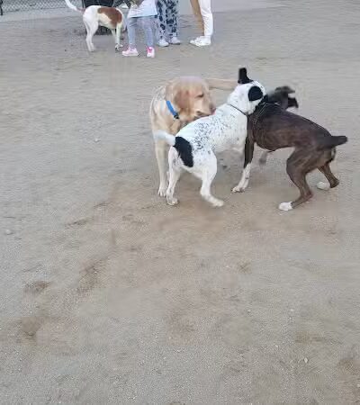Eisenhower Dog Park - Westbury, NY