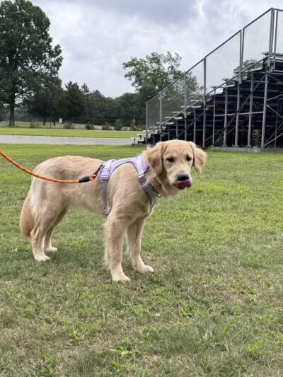 Eisenhower Dog Park - Westbury, NY