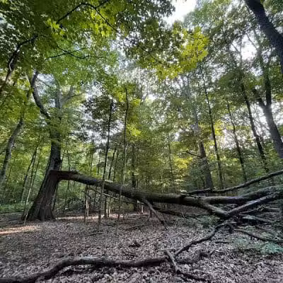 Blendon Ravines Metro Park - Westerville, OH