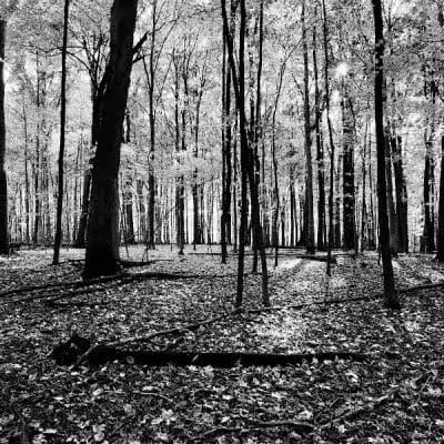 Blendon Ravines Metro Park - Westerville, OH