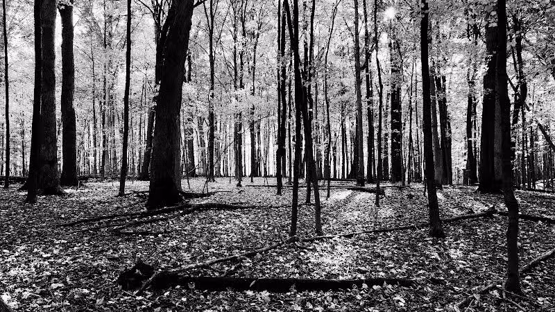 Blendon Ravines Metro Park - Westerville, OH