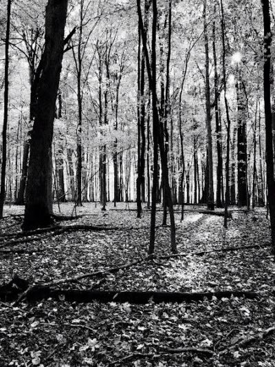 Blendon Ravines Metro Park - Westerville, OH
