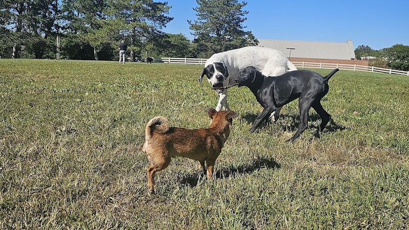 Brooksedge Park Bark Park - Westerville, OH