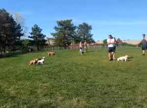 Brooksedge Park Bark Park - Westerville, OH