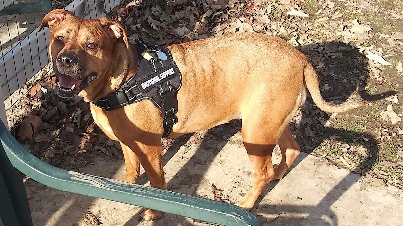 Brooksedge Park Bark Park - Westerville, OH