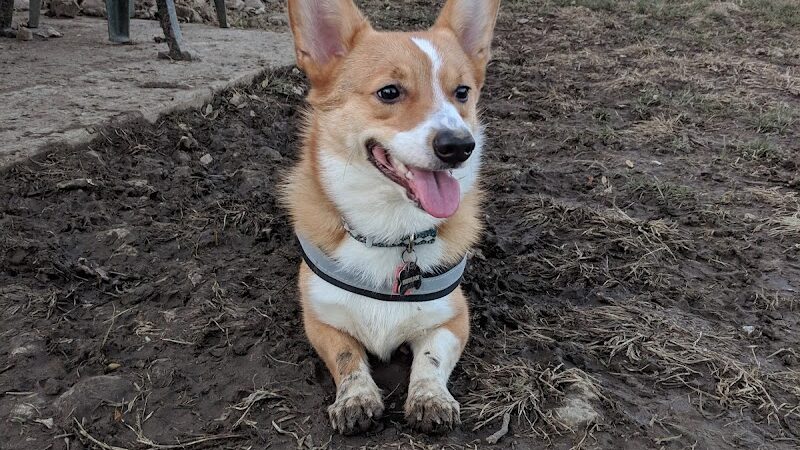 Brooksedge Park Bark Park - Westerville, OH