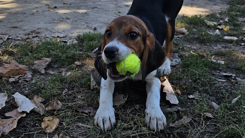 Brooksedge Park Bark Park - Westerville, OH