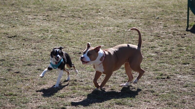 Brooksedge Park Bark Park - Westerville, OH