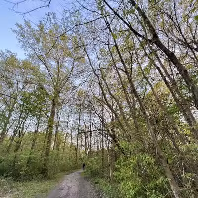 Lazelle Woods Park - Westerville, OH