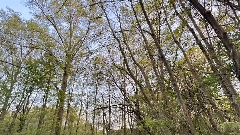 Lazelle Woods Park - Westerville, OH