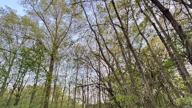 Lazelle Woods Park - Westerville, OH